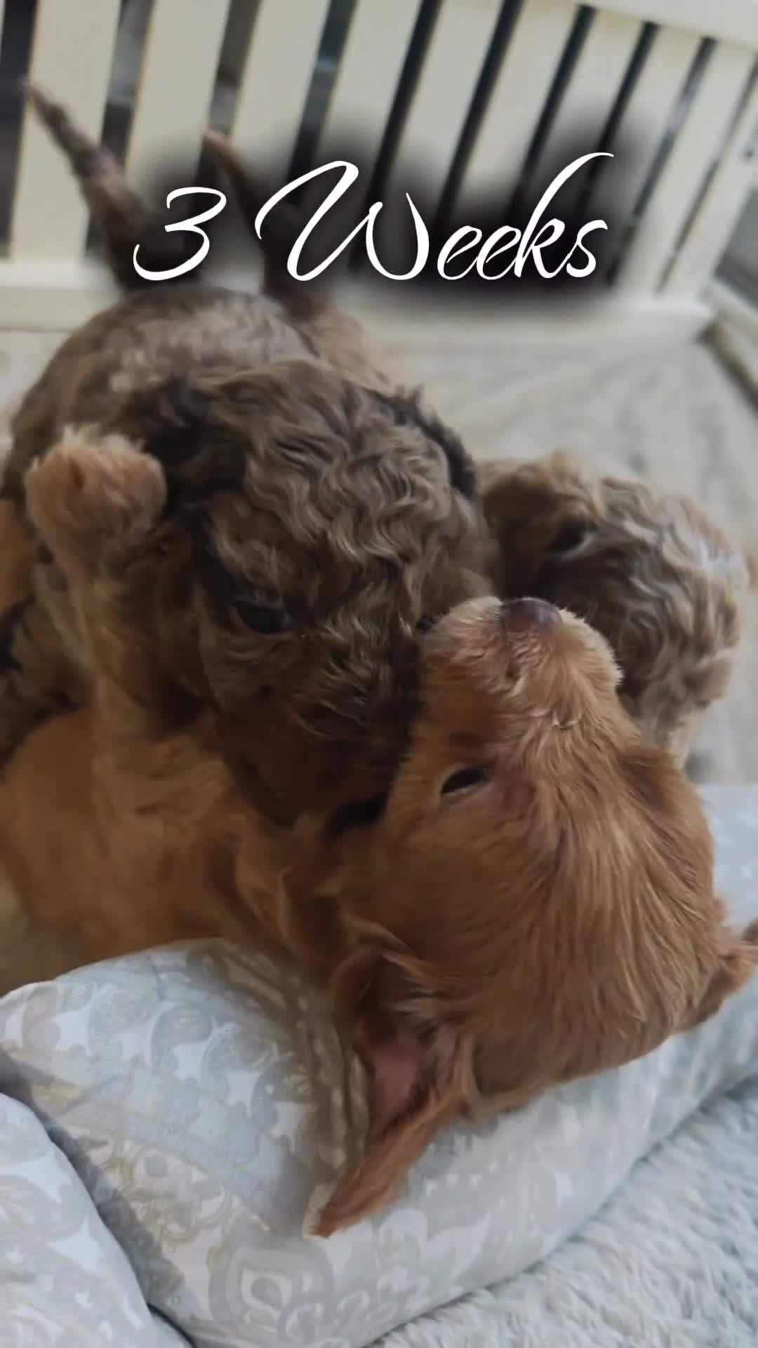 Cavapoo dogs for sale: Sterling (Micro Cavapoo) - Video 2