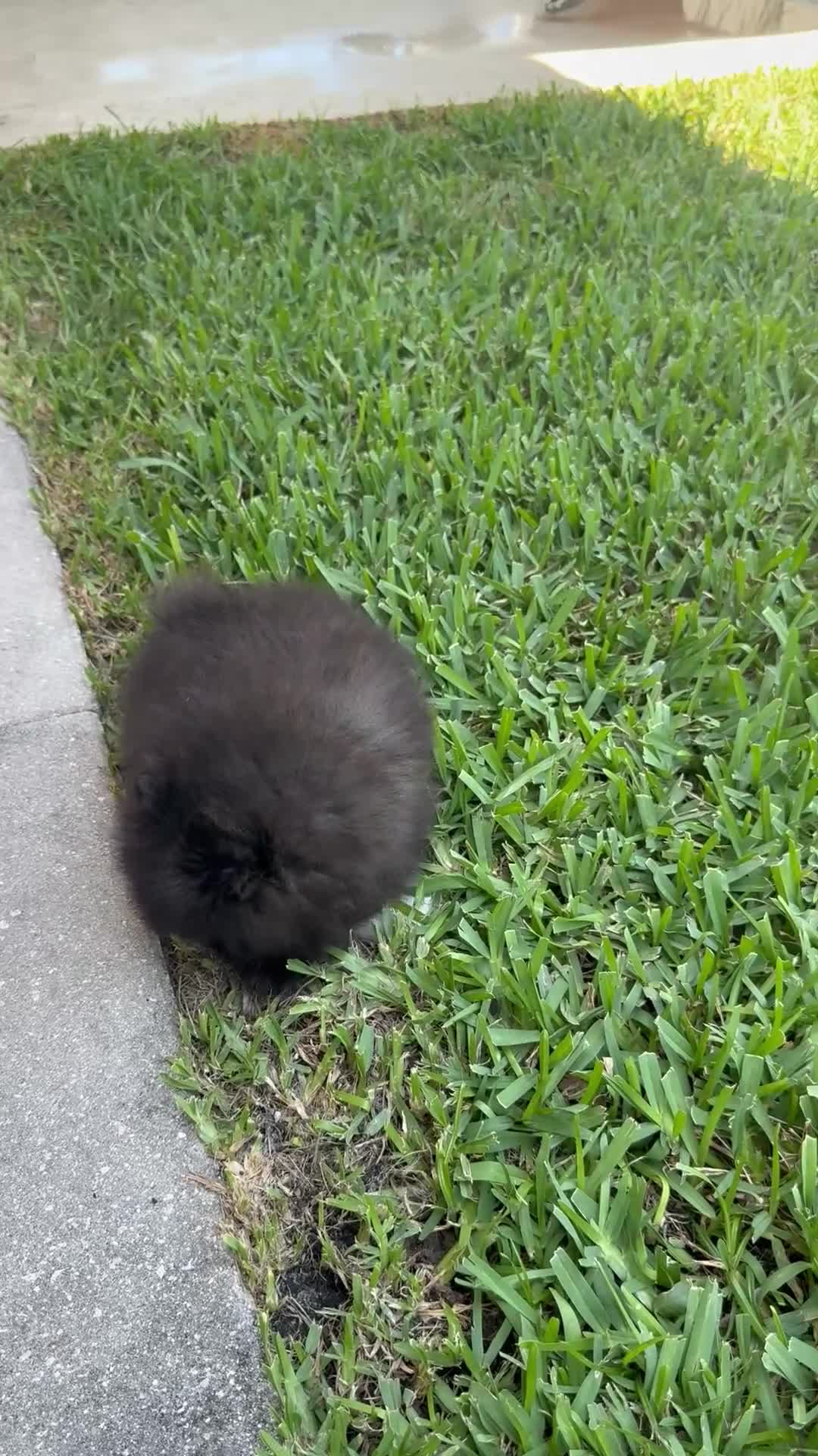 Pomeranian dogs for sale: Pomeranian Puppy 2 - Video 2
