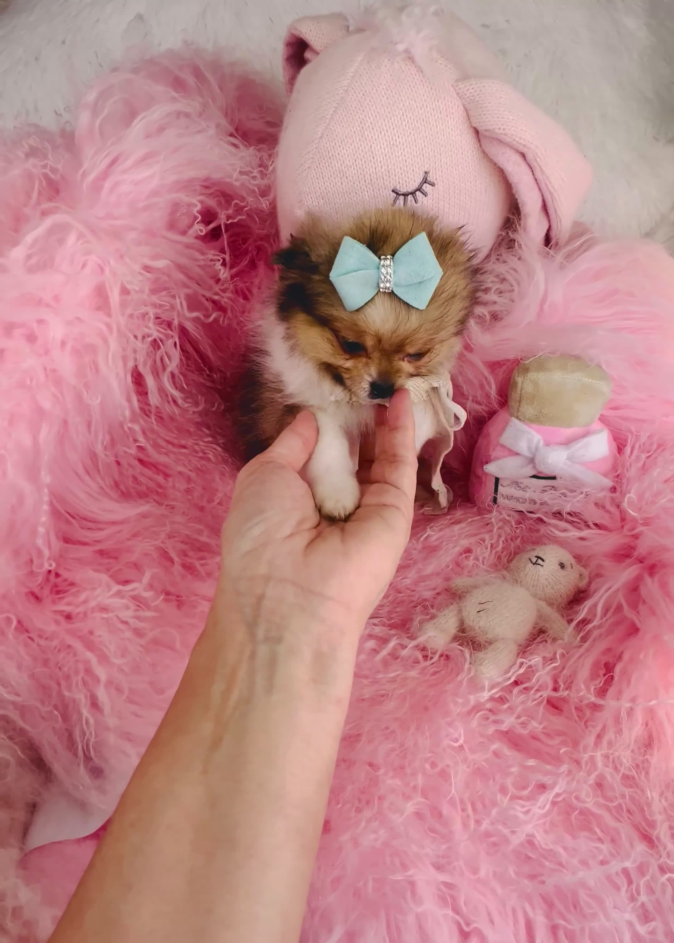 Mixed Breed dogs for sale: Mixed Breed Puppy 1 - Video 1