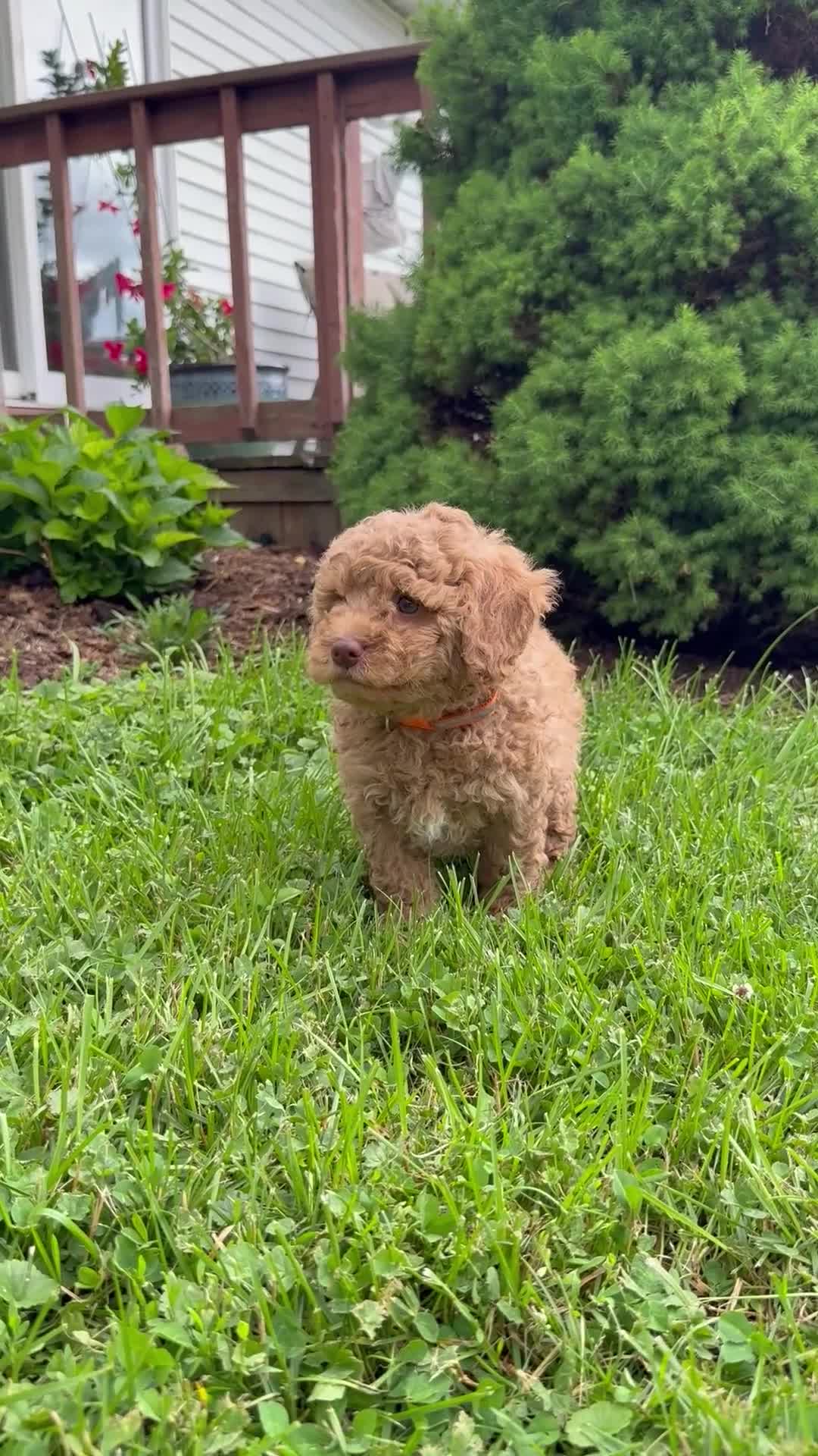 Mini Goldendoodle dogs for sale: Billy - Video 1