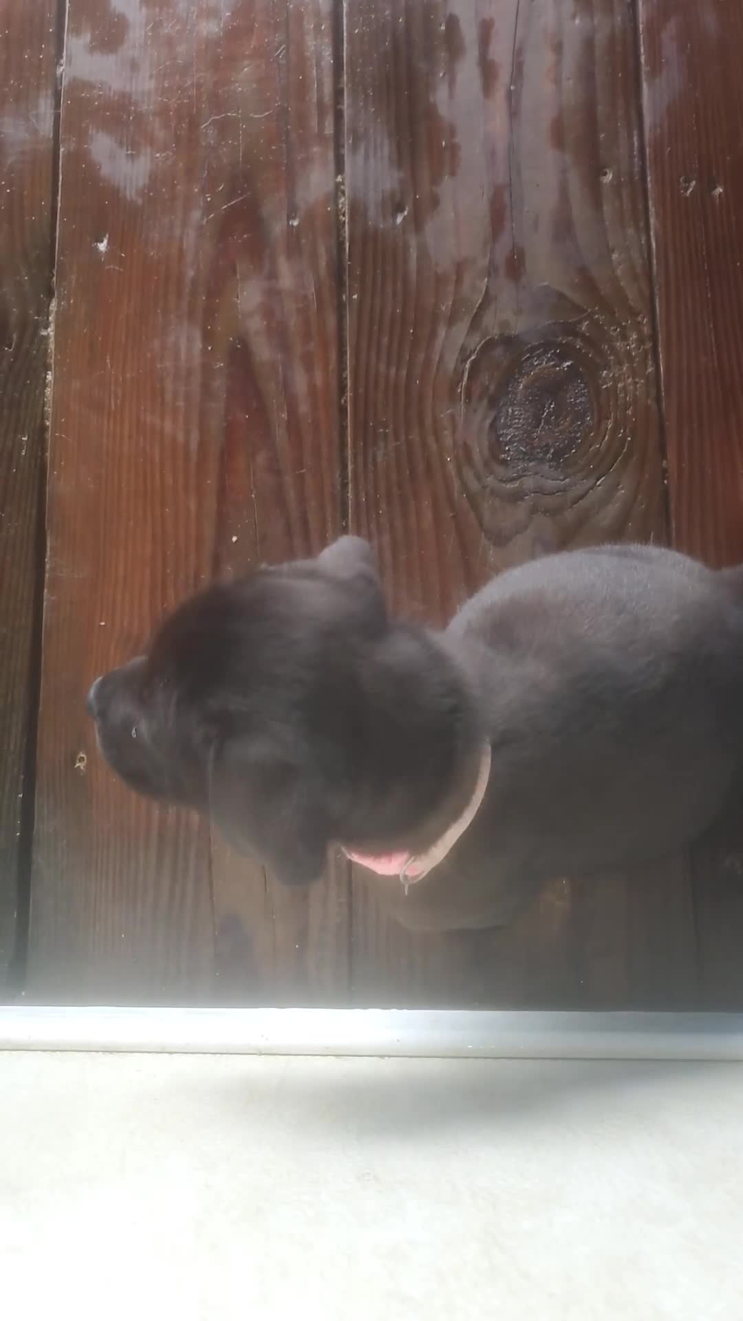 Mixed Breed dogs for sale: BULLADOR  - Video 1