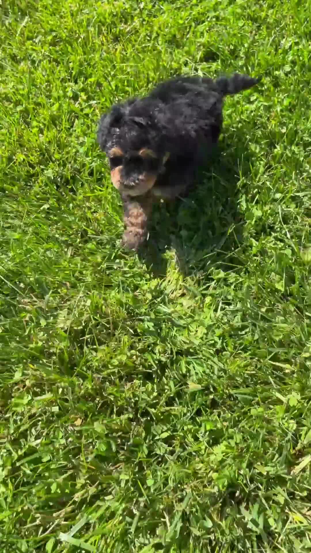 Mini Bernedoodle dogs for sale: Champ - Video 1