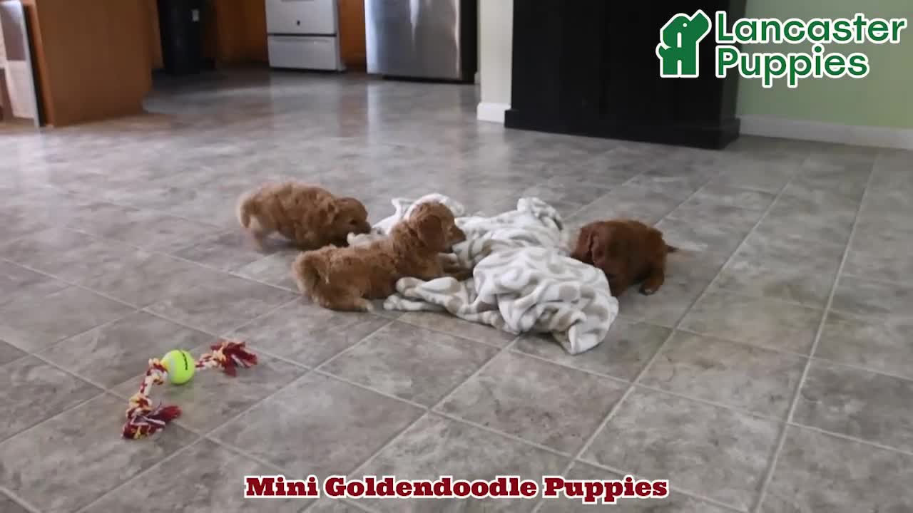 Mini Goldendoodle dogs for sale: Shadow - Video 1