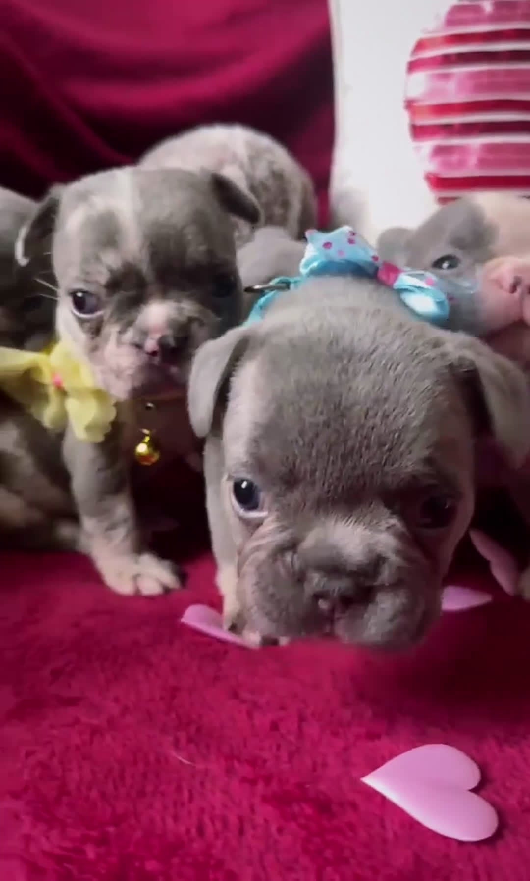 French Bulldog dogs for sale: French Bulldog Puppy 5 - Video 3