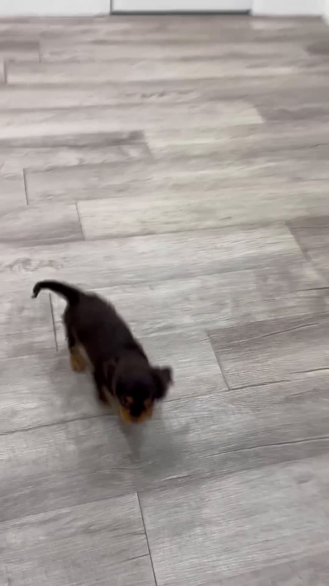 Cavalier King Charles Spaniel dogs for sale: Chico - Video 1