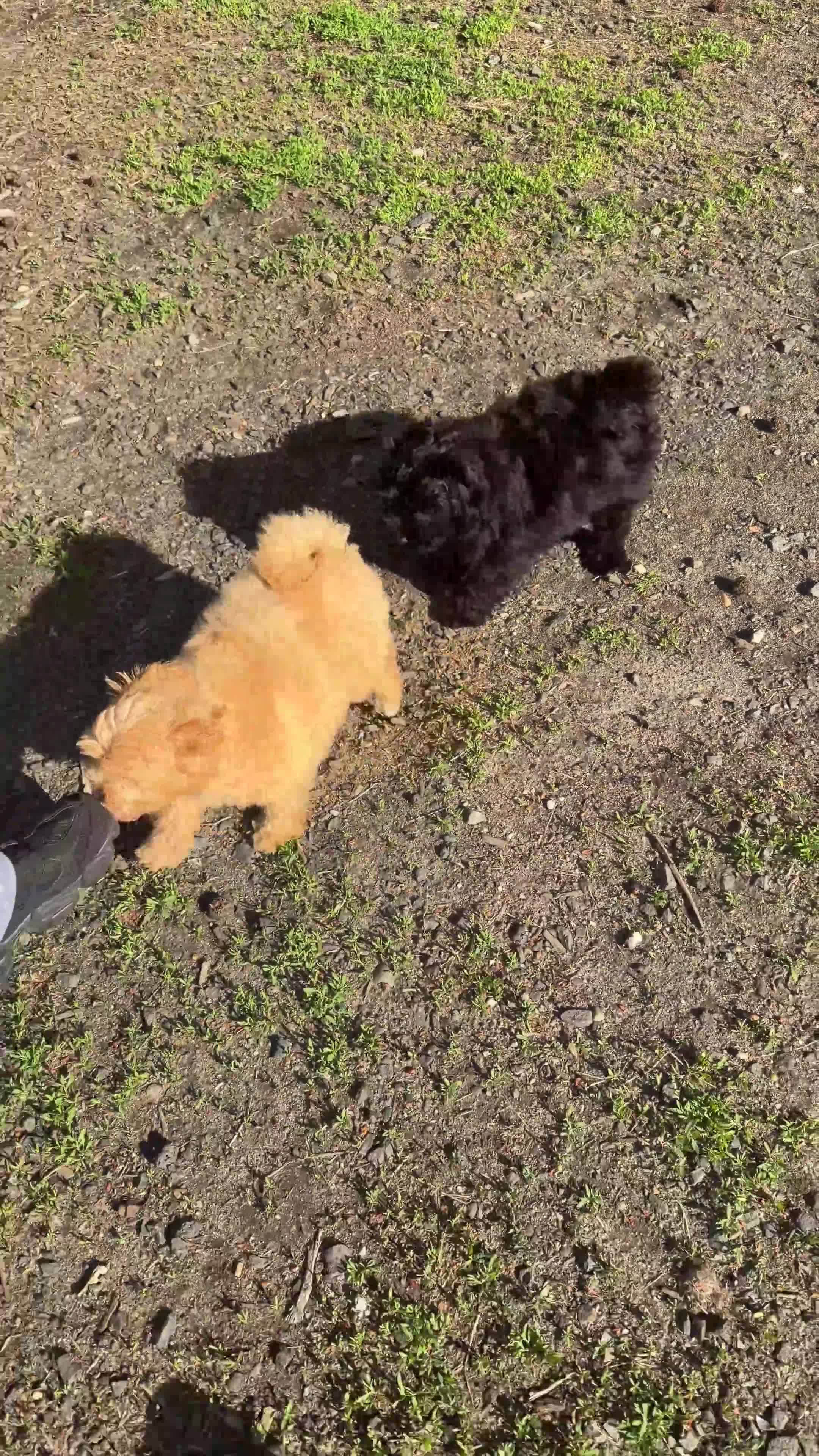 Pomapoo dogs for sale: Cheerio - Video 7