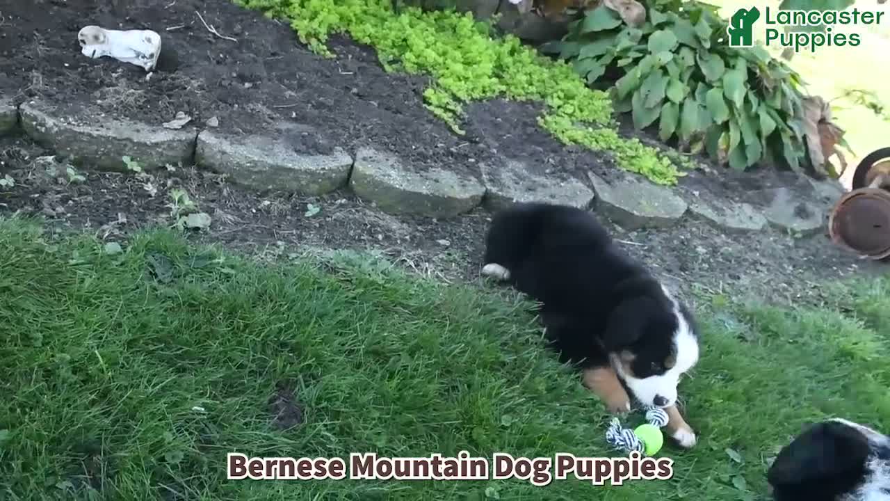 Bernese Mountain Dog dogs for sale: Isaac - Video 1