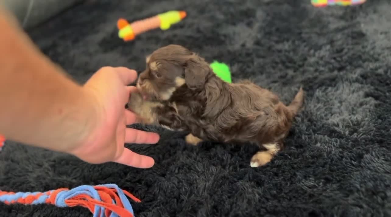 Havapoo dogs for sale: Trixie - Video 3