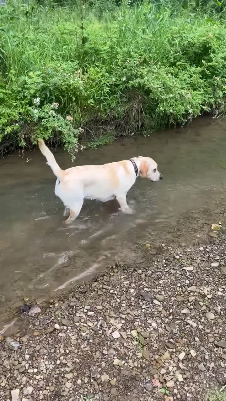 Labrador Retriever dogs for sale: Labrador Retriever light blue  - Video 2