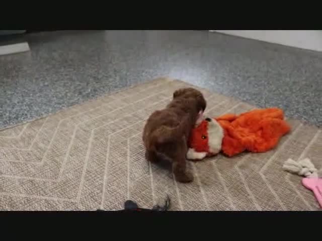 Mini Goldendoodle dogs for sale: Bandit - Video 1