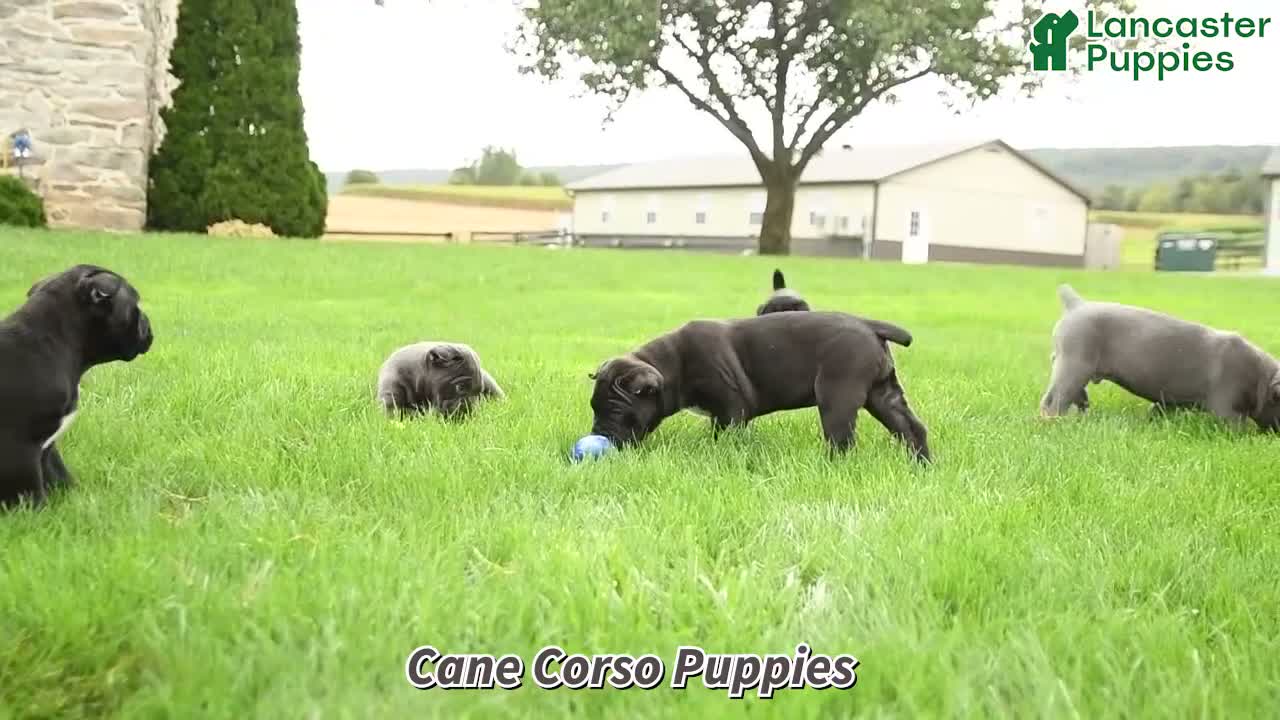 Cane Corso dogs for sale: Reign - Video 1