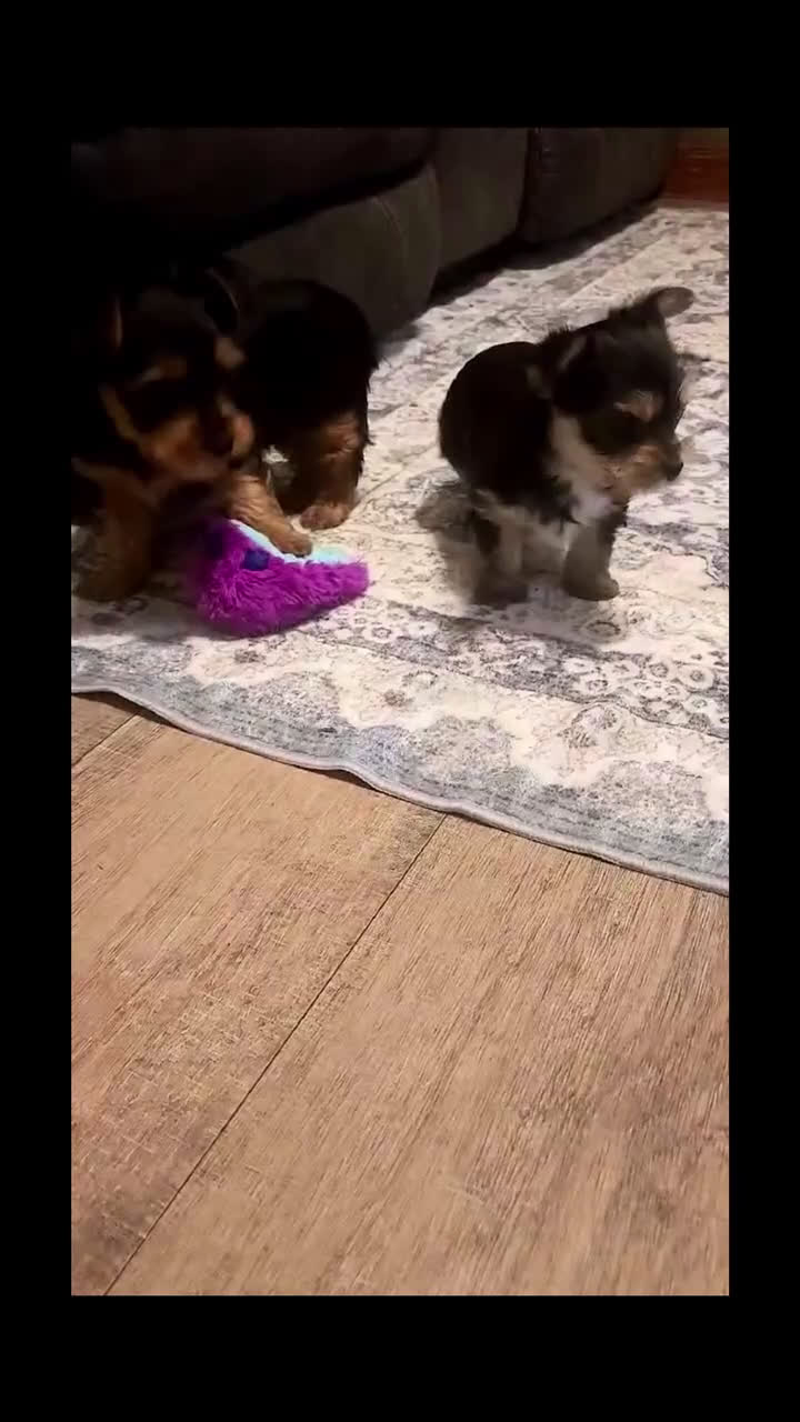 Yorkshire Terrier dogs for sale: Tiny CKC Yorkshire Terrior Puppy Male  - Video 1