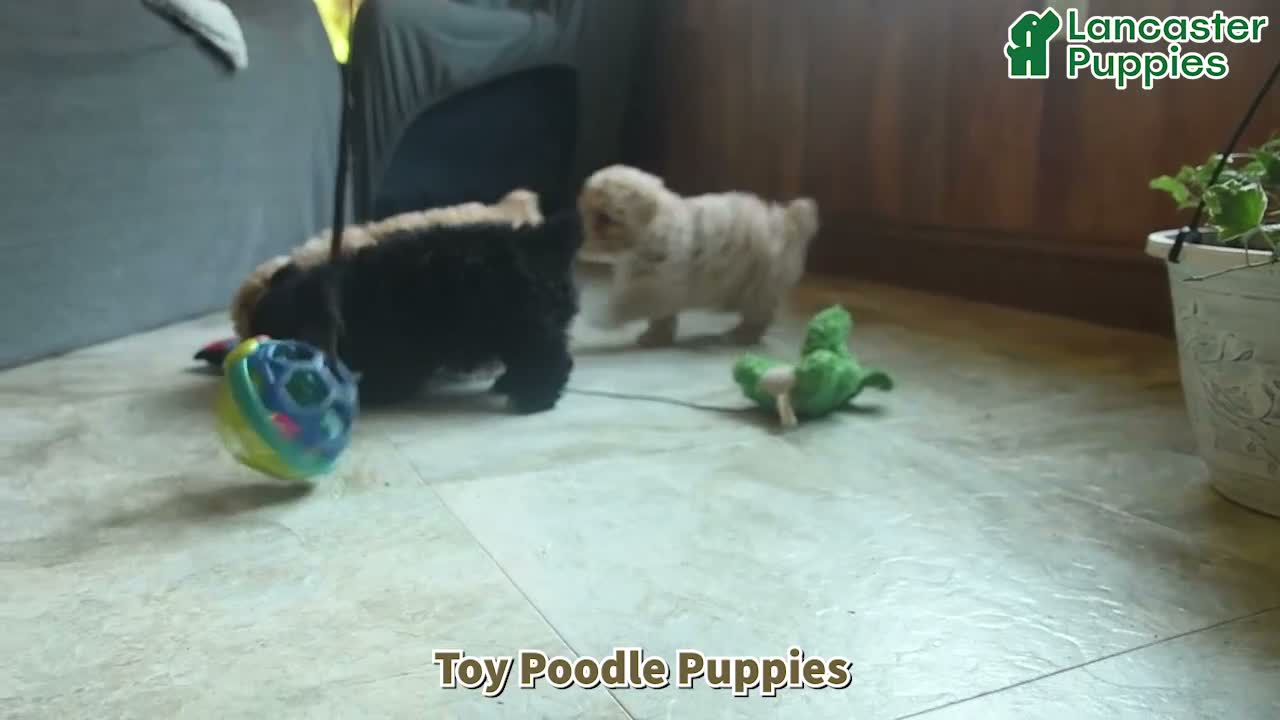 Toy Poodle dogs for sale: Yessi - Video 1