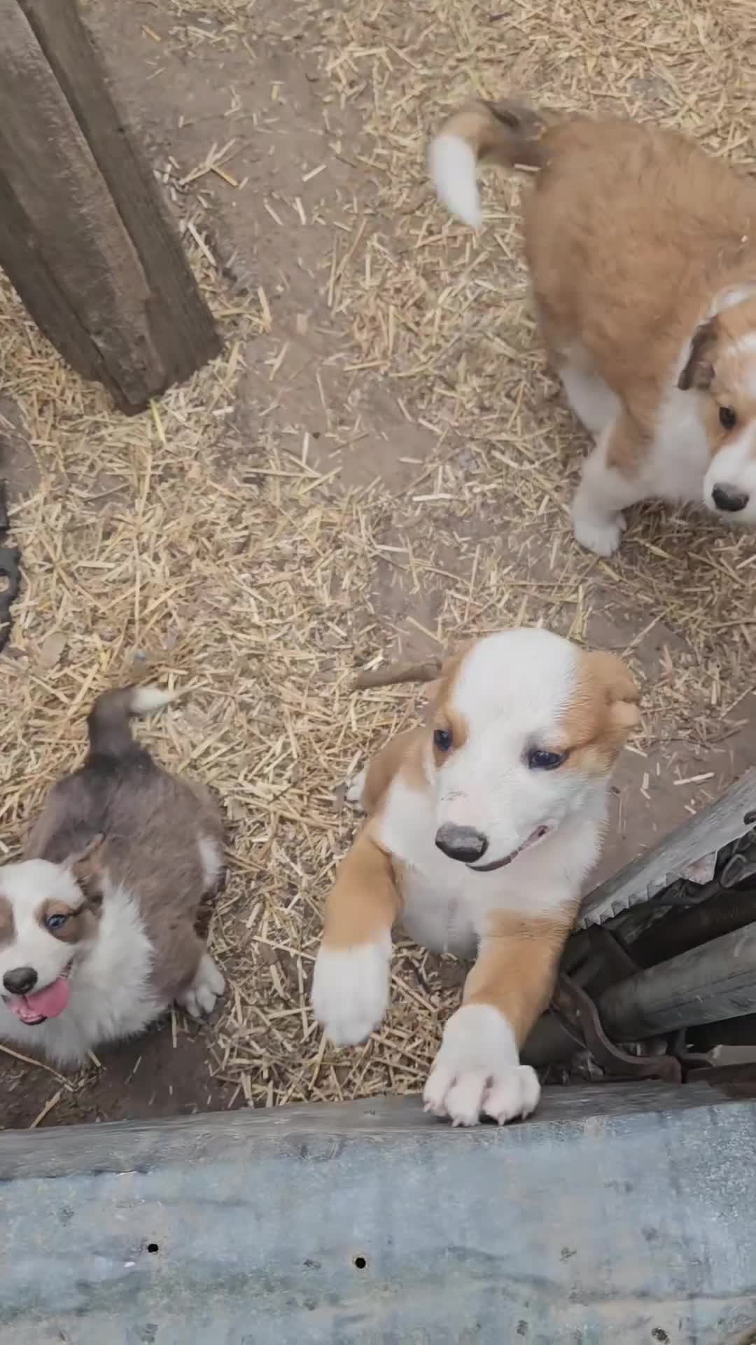 Border Collie dogs for sale: Suzy - Video 1
