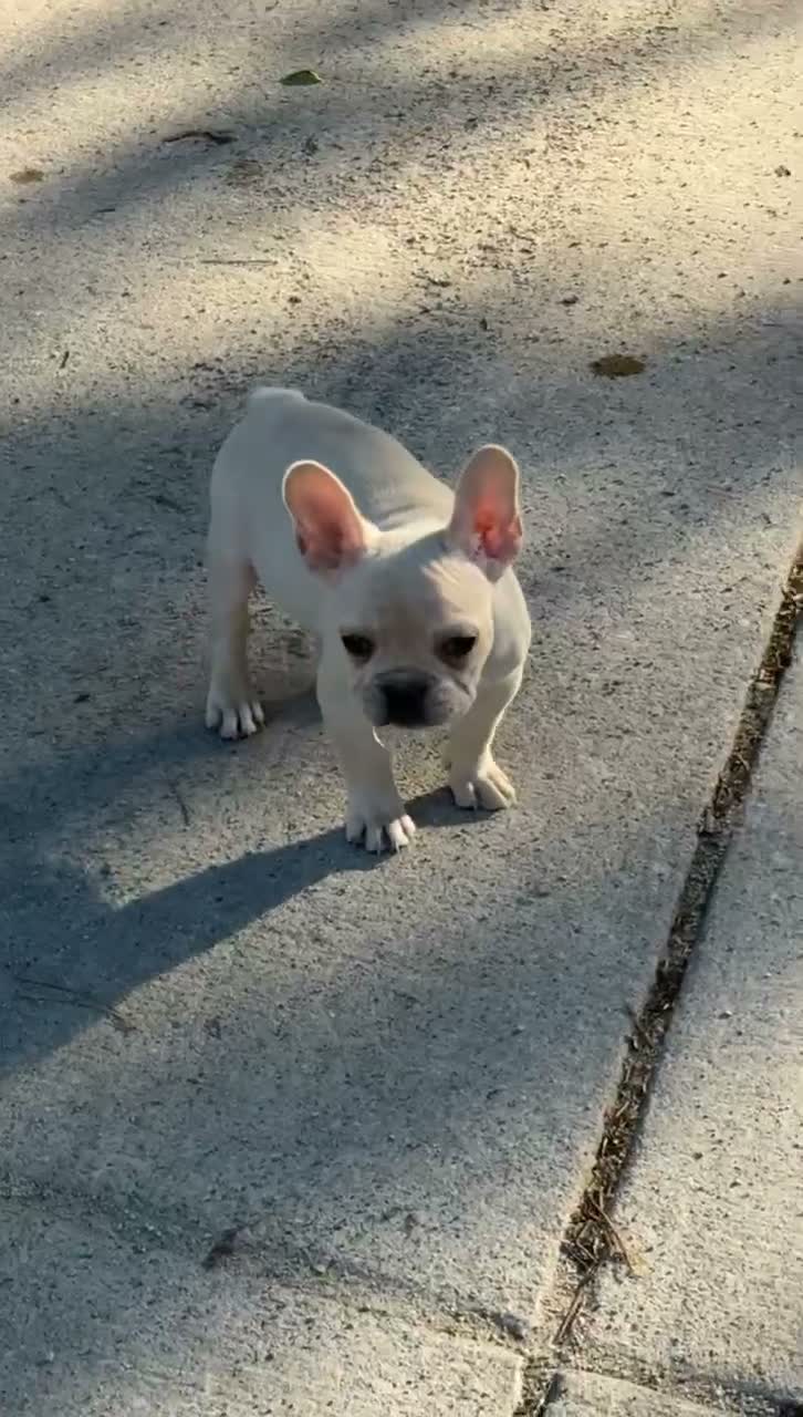 French Bulldog dogs for sale: Gucci - Video 1
