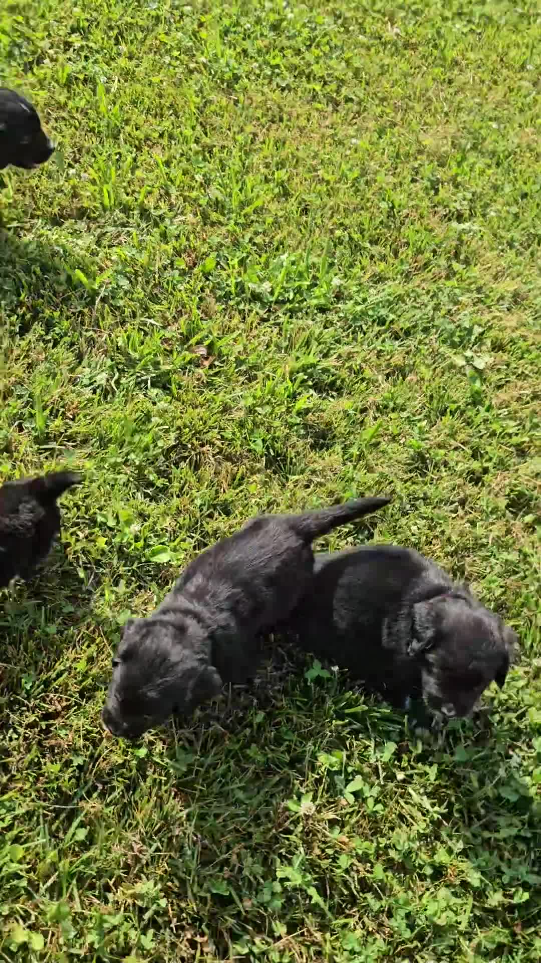 Mixed Breed dogs for sale: Princess Golden Mountain Dog  - Video 1