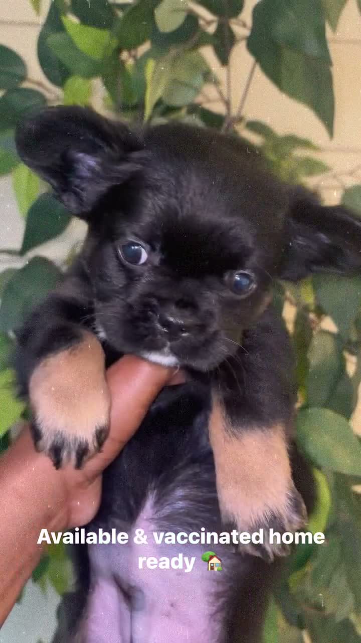 French Bulldog dogs for sale: French Bulldog  - Video 1