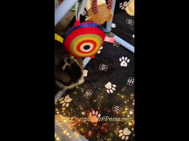 Pomeranian dogs for sale: Stella - Female - Black and White Parti - Video 2