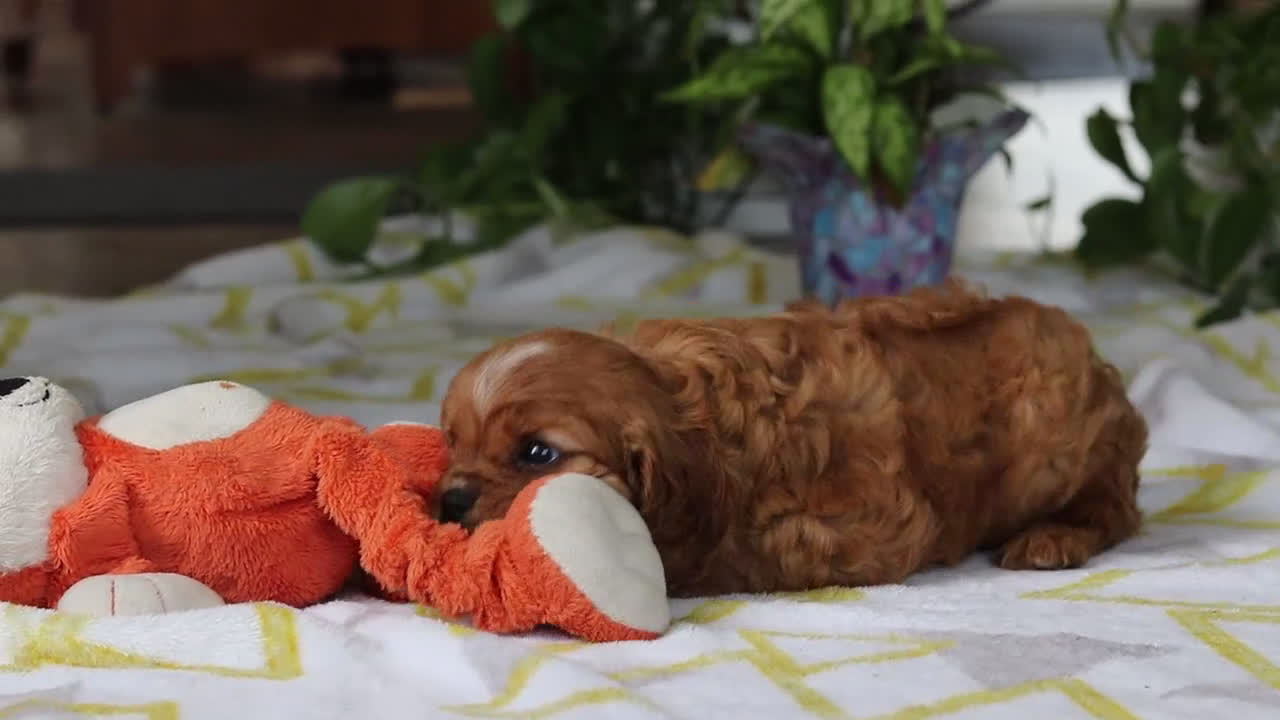 Cavalier King Charles Spaniel dogs for sale: Daisy - Video 1