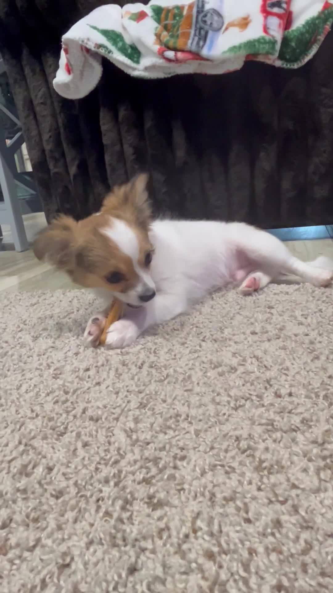 Chihuahua dogs for sale: Ruger Boy  - Video 1