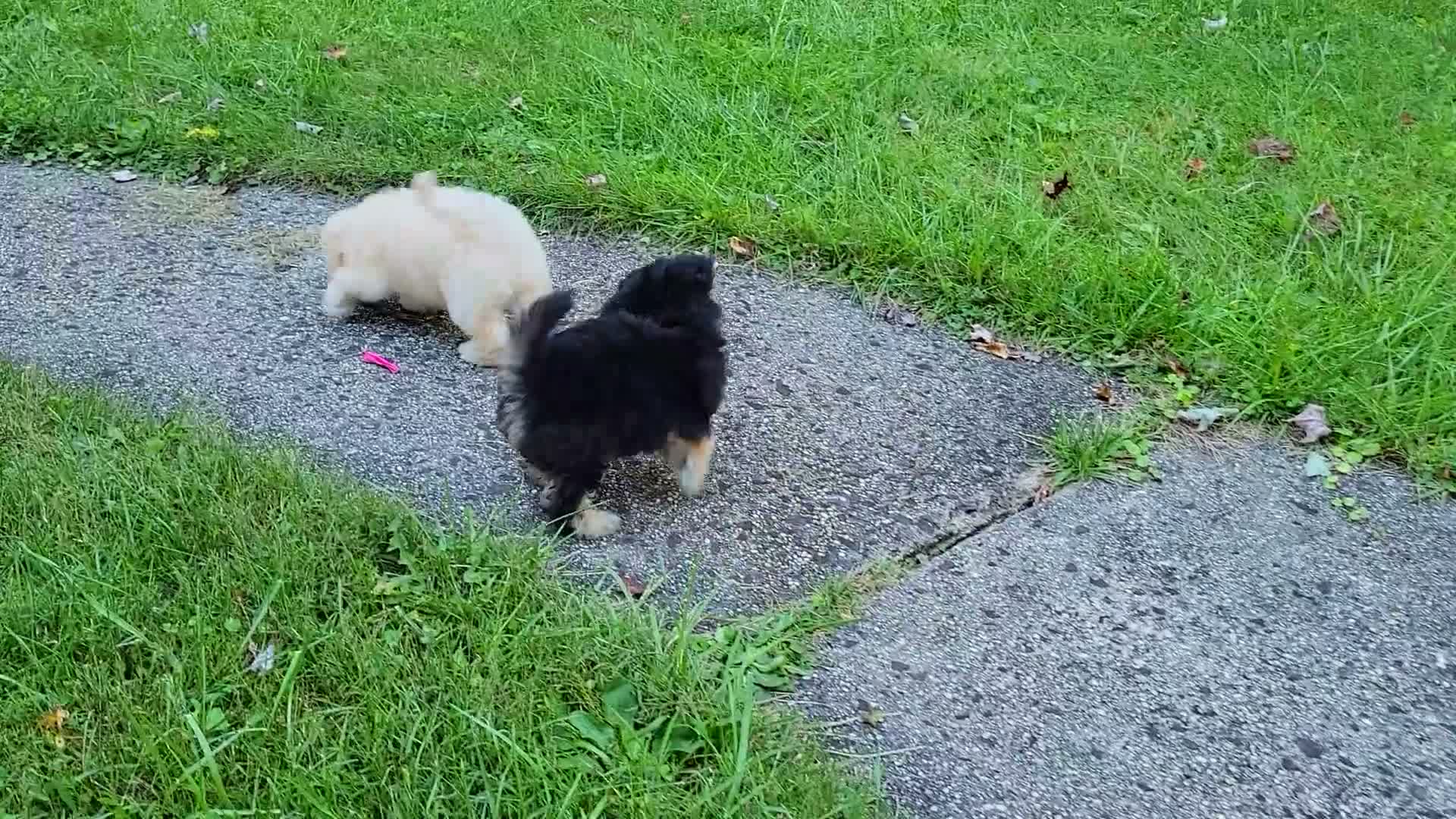 Bichpoo dogs for sale: Ember  - Video 4