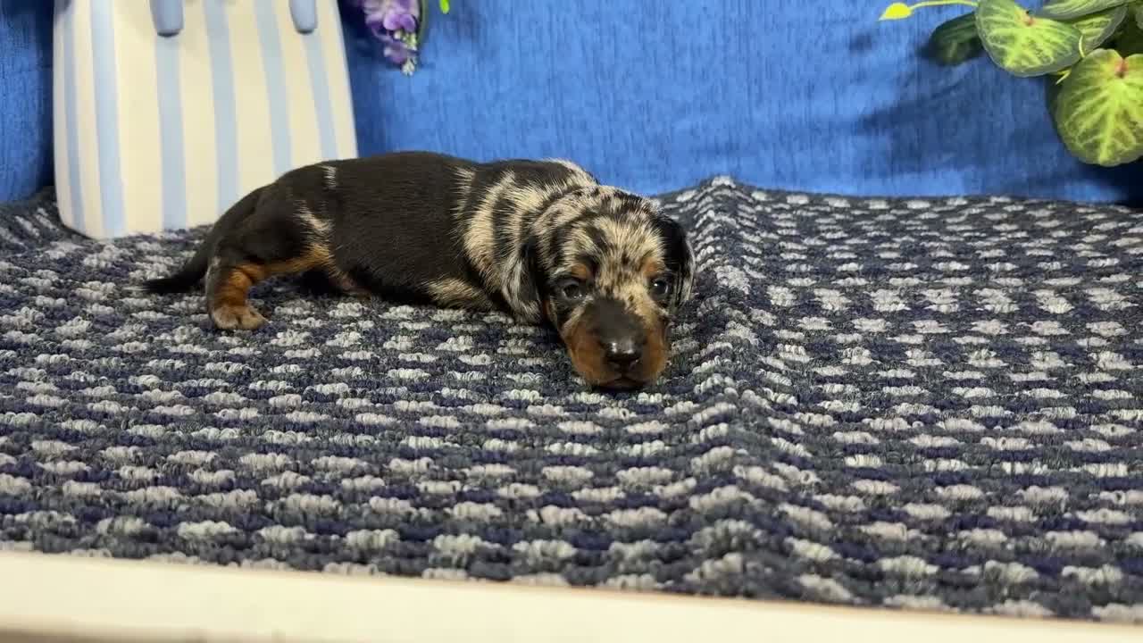 Miniature Dachshund dogs for sale: Miniature Dachshund 1 - Video 1
