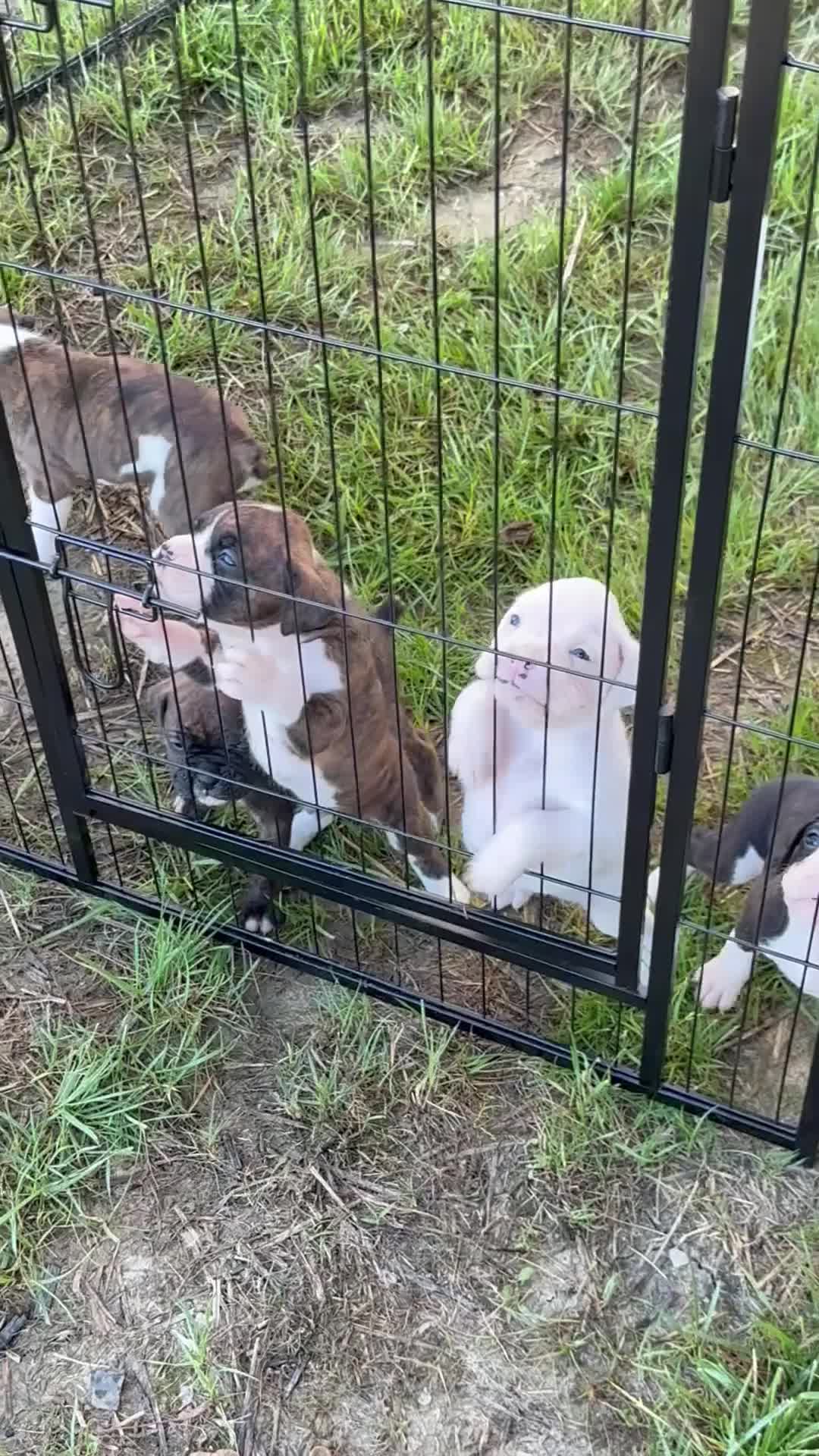 Boxer dogs for sale: Puppy 1 - Video 1