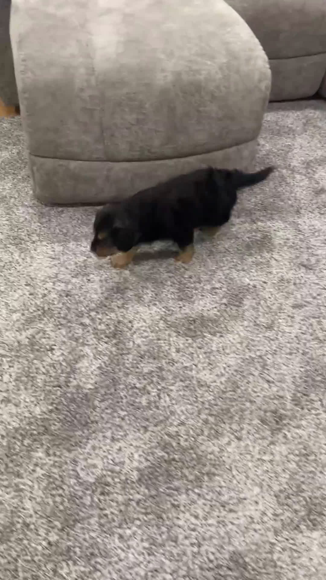 Mixed Breed dogs for sale: Cookie - Video 1