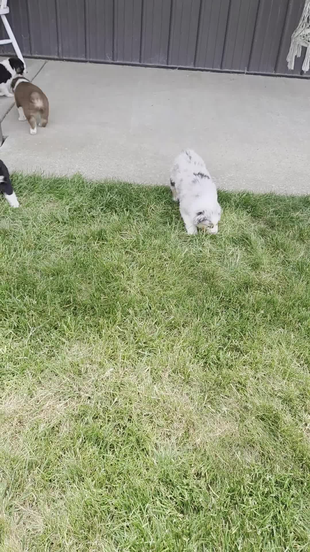 Australian Shepherd dogs for sale: Copper Ridge - Video 1
