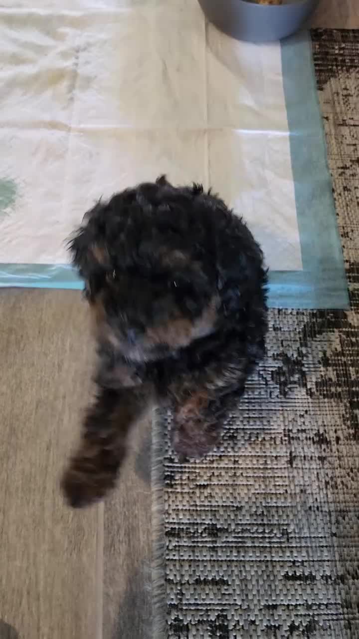 Toy Poodle dogs for sale: Coco - Video 2