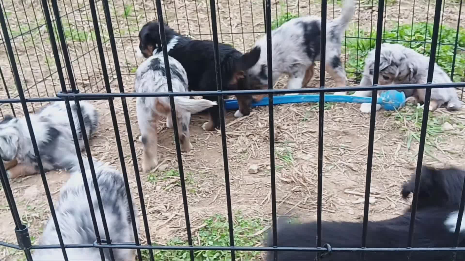 Miniature Australian Shepherd dogs for sale: Grady - Video 3
