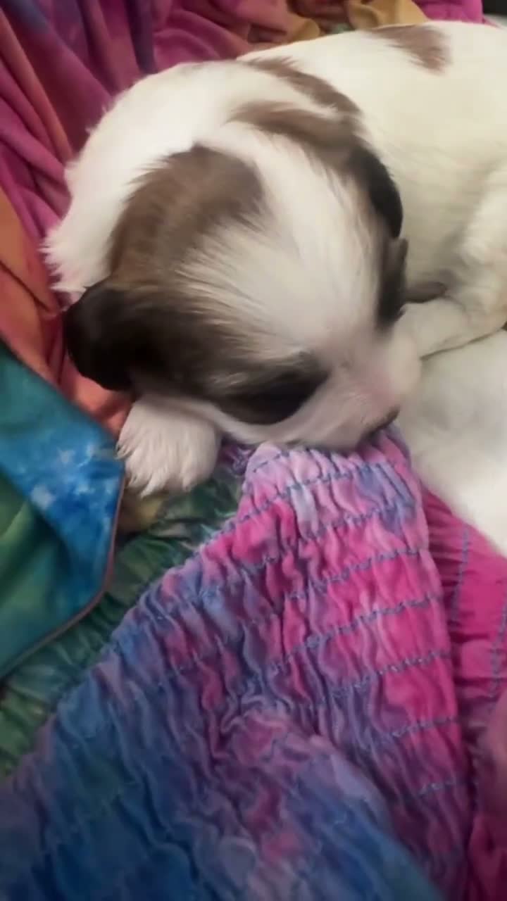 Shorkie dogs for sale: Shorkie 2 - Video 1