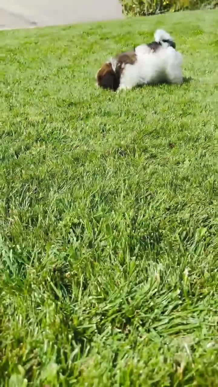 Mixed Breed dogs for sale: 🐶Teddy Bear Blue💙 - Video 6