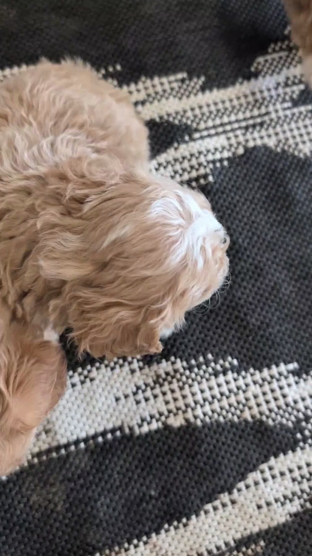 Cockapoo dogs for sale: Tripp - Video 1