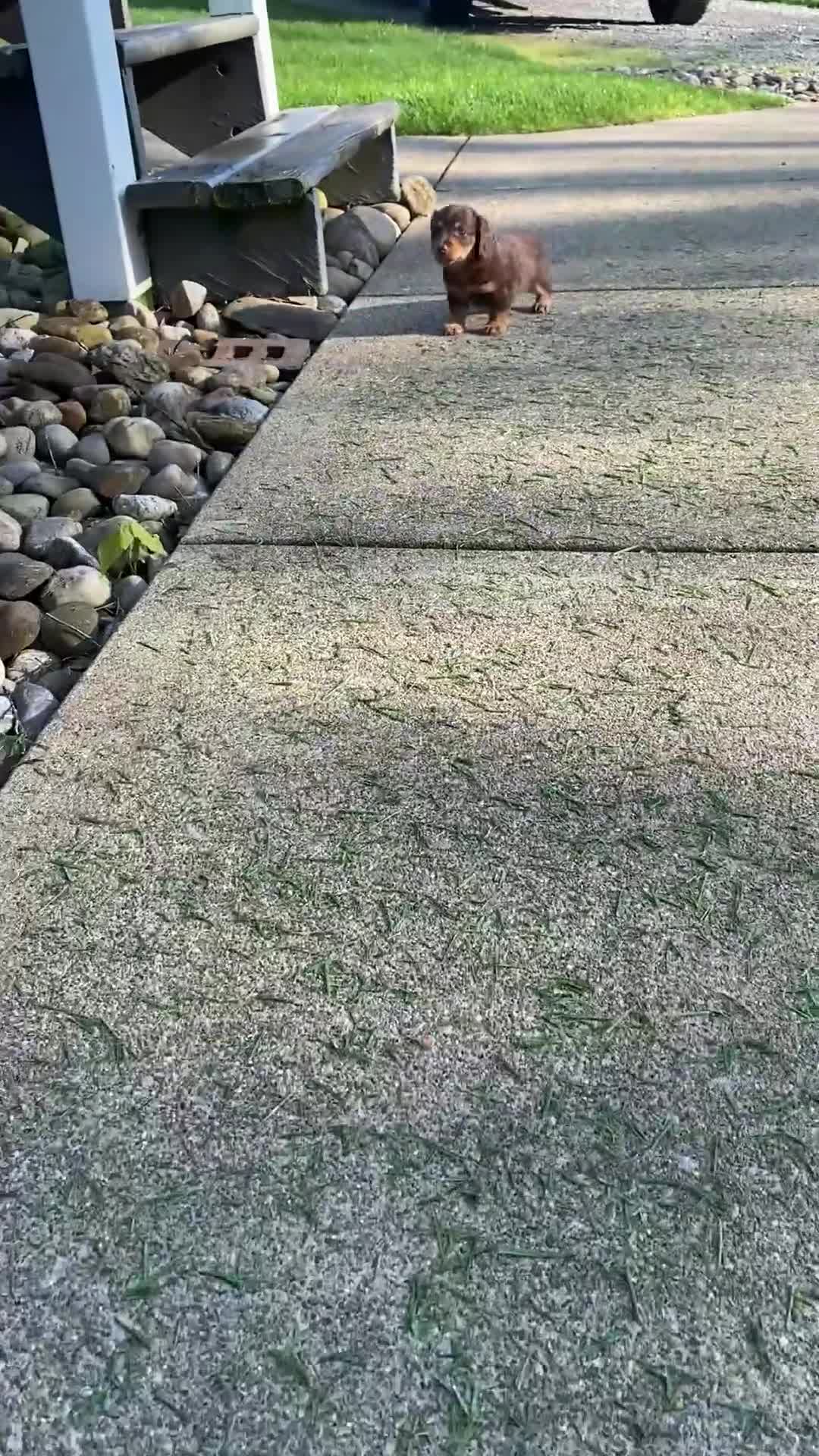 Miniature Dachshund dogs for sale: Rosie - Video 1