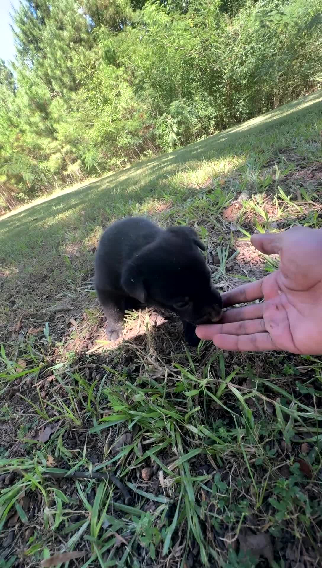 Mixed Breed dogs for sale: Mixed Breed 1 - Video 2