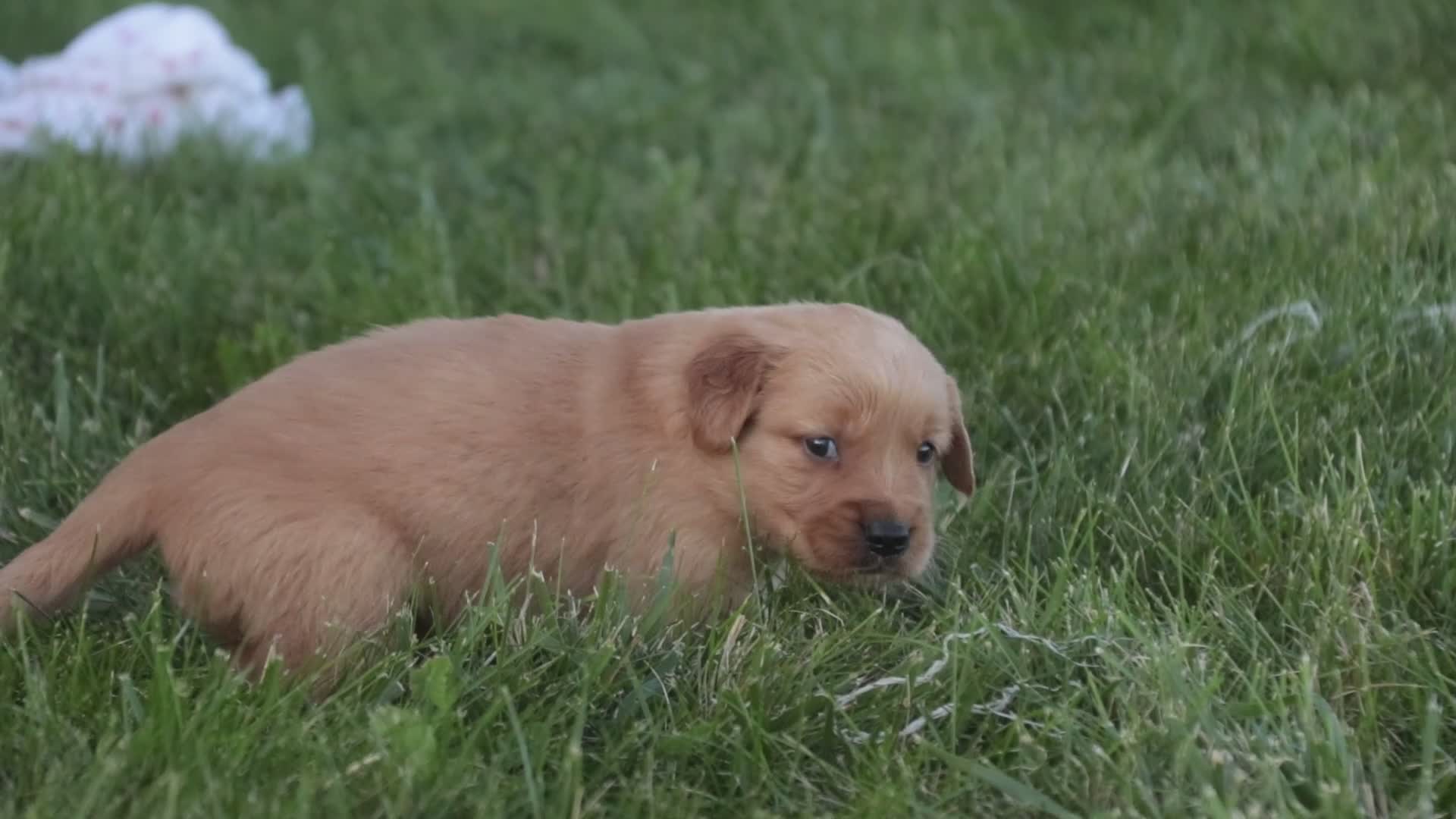 Golden Retriever dogs for sale: Jo Golden Retriever  - Video 1