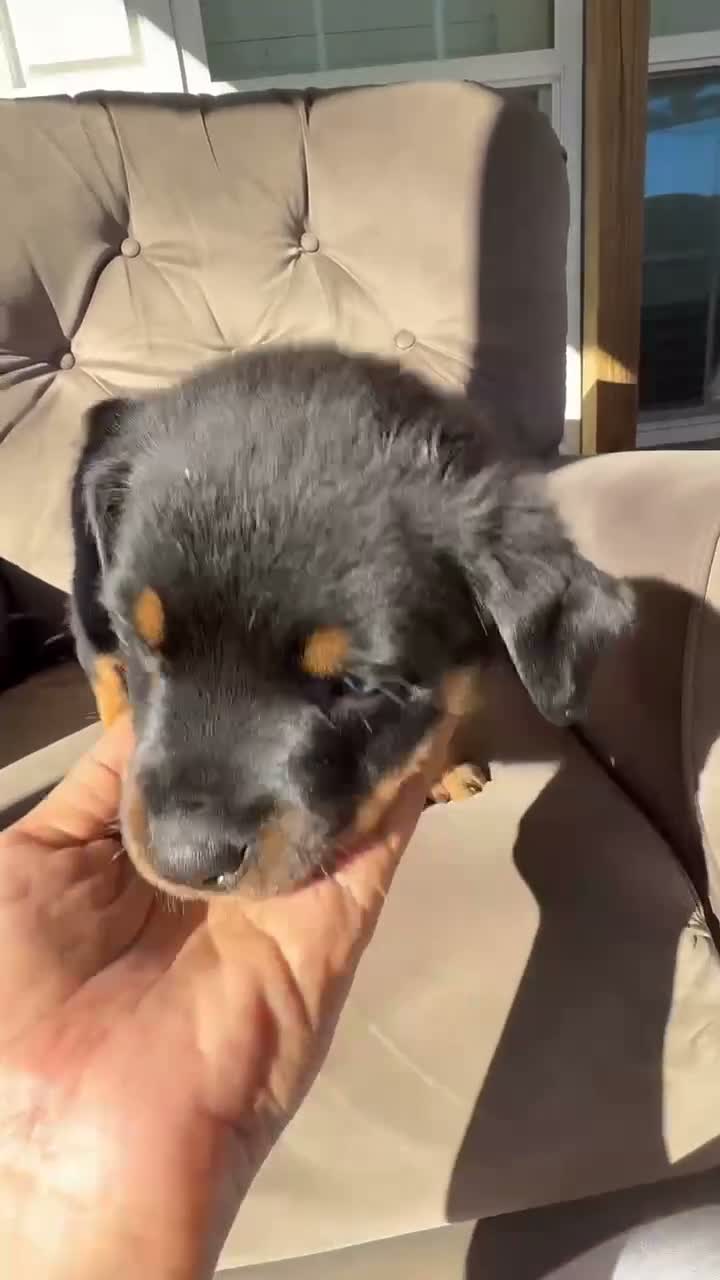 Rottweiler dogs for sale: Rottweiler 2 (Light Blue) - Video 1