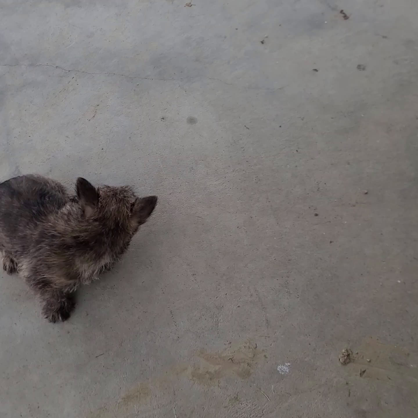 Cairn Terrier dogs for sale: Gabby - Video 1