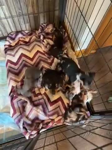 Miniature Pinscher dogs for sale: Miniature Pinscher Puppy 5 - Video 1