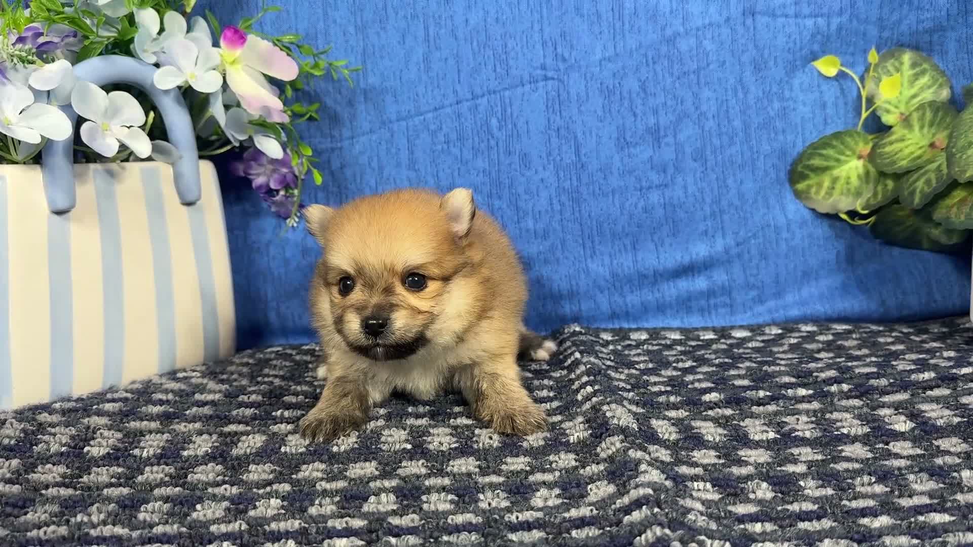 Pomeranian dogs for sale: Pomeranian 1 - Video 1