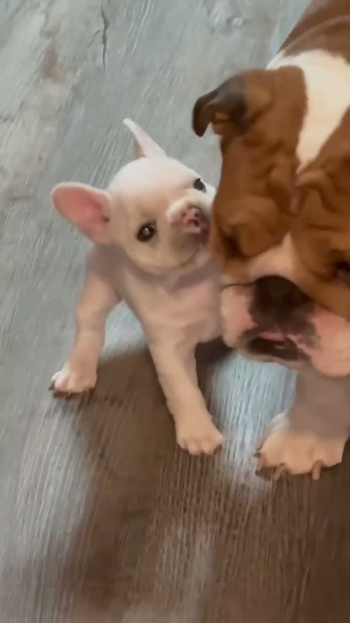 French Bulldog dogs for sale: French Bulldog 1 - Video 4