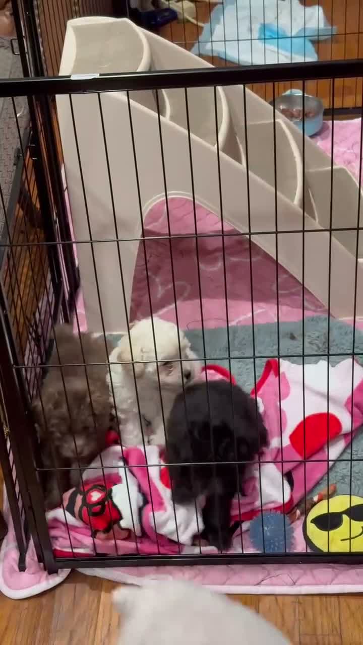 Toy Poodle dogs for sale: Biscuit 🤍🐻‍❄️ - Video 2