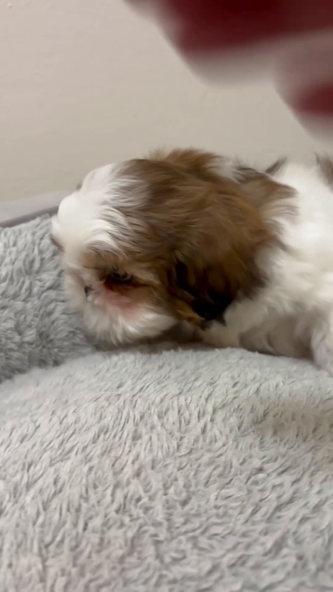 Shih Tzu dogs for sale: Valentina - Video 1