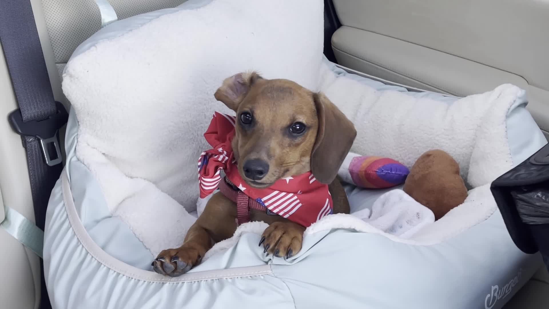 Miniature Dachshund dogs for sale: Geralt (like Gary, Gare+ ult) - Video 3
