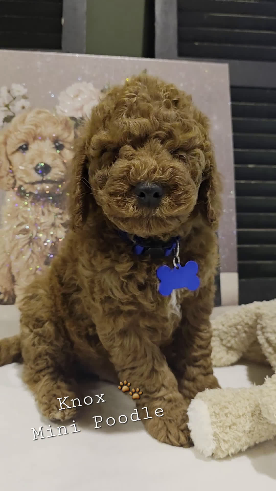 Miniature Poodle dogs for sale: Knox - Video 1