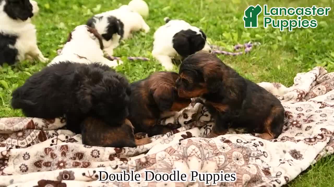 Double Doodle dogs for sale: Bandit - Video 1