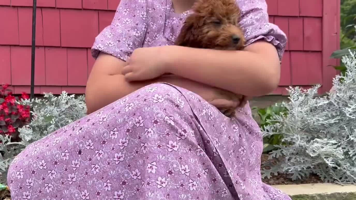 Mini Goldendoodle dogs for sale: Chrissy - Video 2