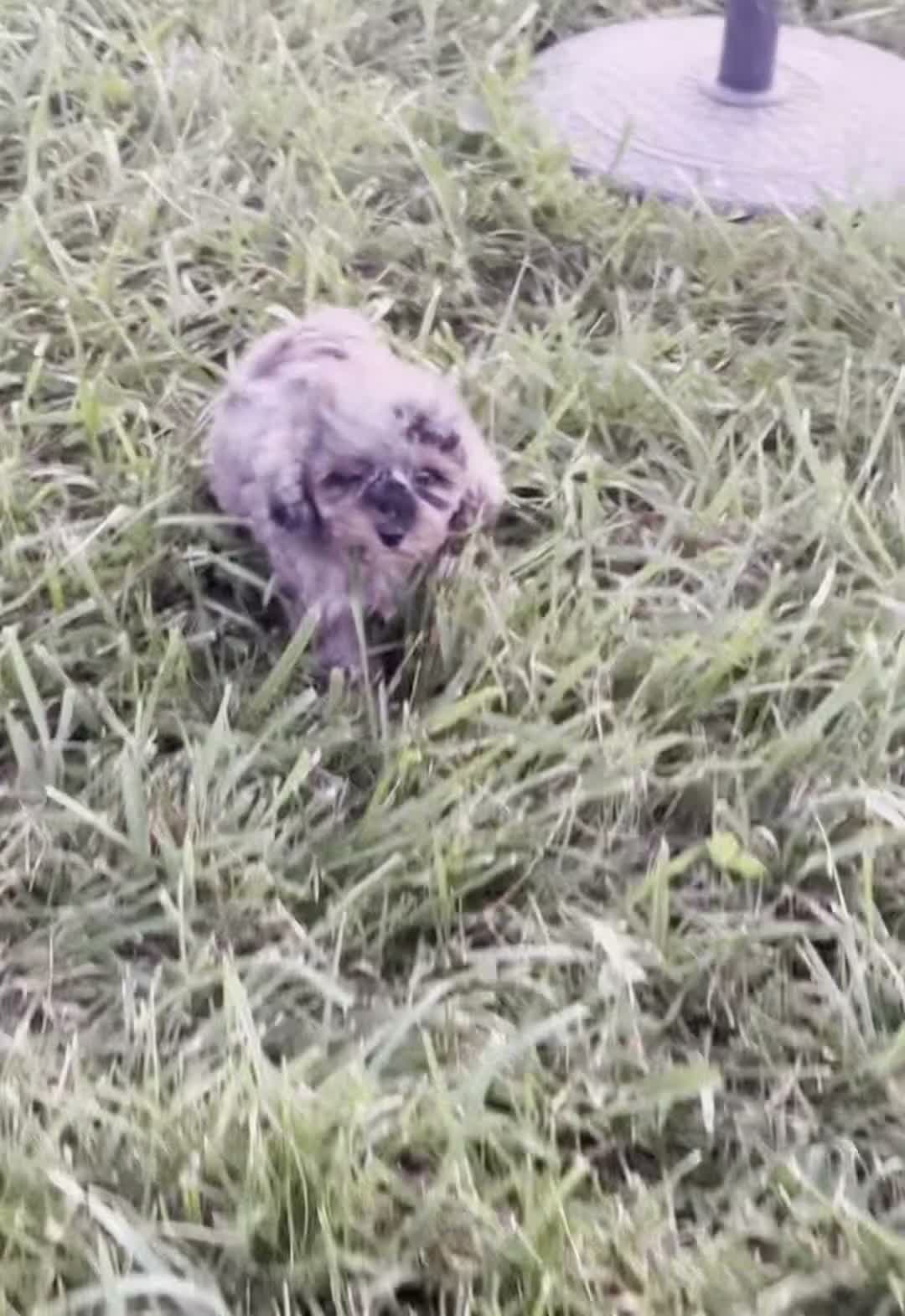 Toy Poodle dogs for sale: Cupcake AKC - Video 1
