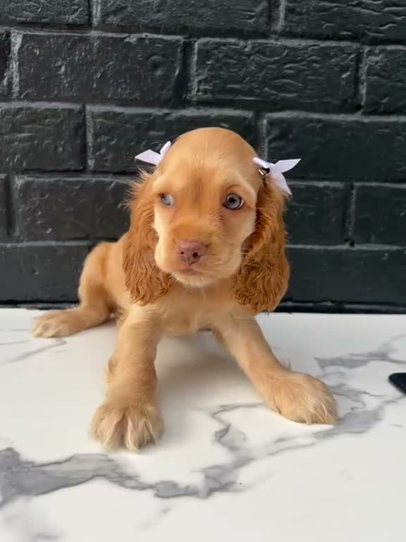 Cocker Spaniel dogs for sale: 🤍 Pearl 🤍 - Video 1